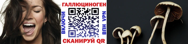 где продают наркотики  Зеленодольск  сайты даркнета официальный сайт  Псилоцибиновые грибы Psilocybe 